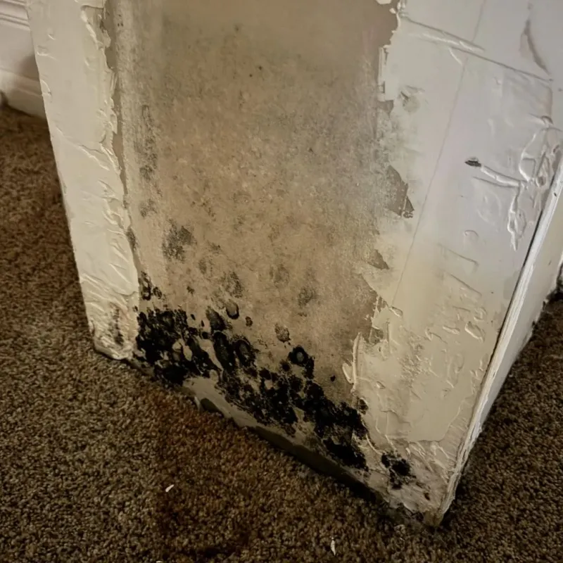 Professional Mold Removal in Ferrum, VA
